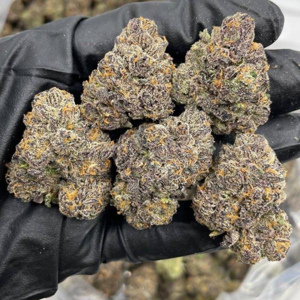 Fruit Rollup indoors