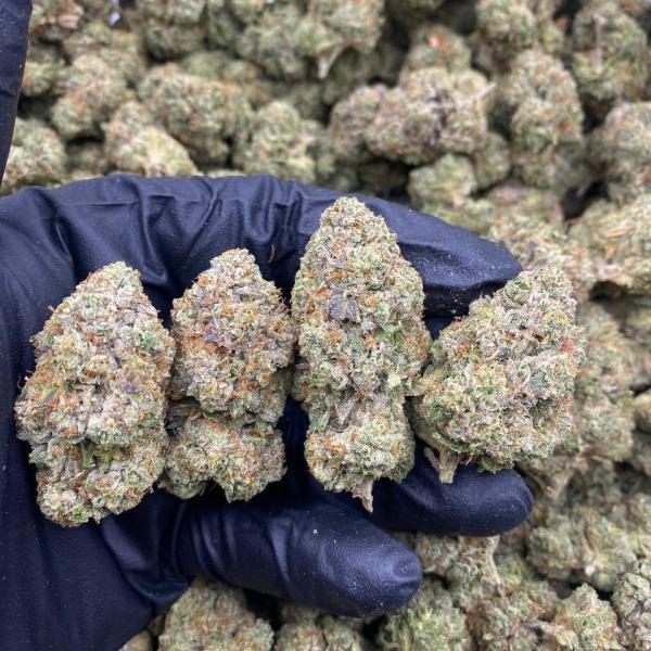 Rainbow Gusherz mixed lights