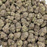 Fruit Rollup indoors