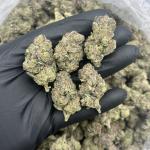 Alien Crashers mixed lights 👽💒