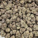 Grape Gumbo indoors 🍇🐊🍭