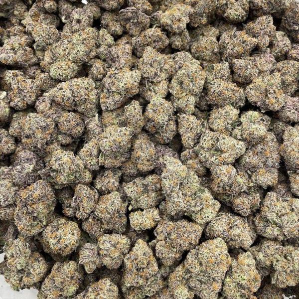 Grape Gumbo indoors 🍇🐊🍭