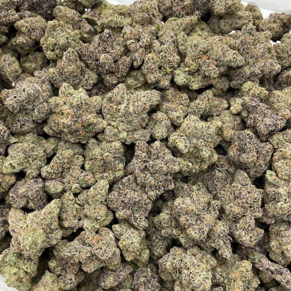 White Cherry Mimosa indoors