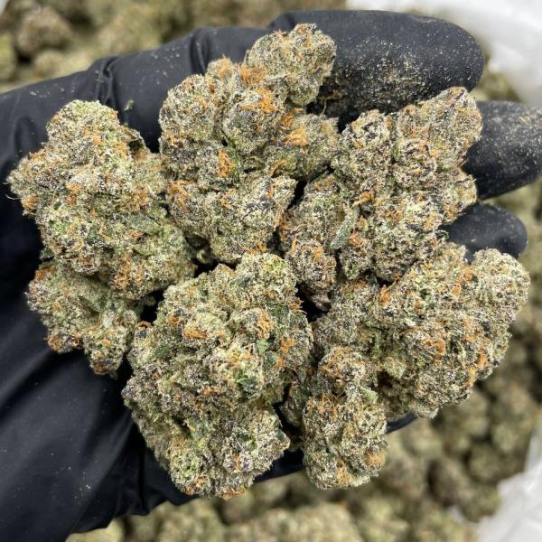 Blue Zushi indoors 🔷🍣🔥