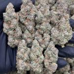 GARLIC X GORILLA GLUE