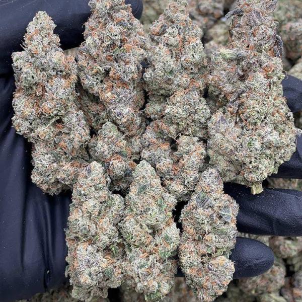 GARLIC X GORILLA GLUE