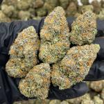 Rainbow Beltz indoors 🌈