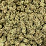 Yellow Zushi mixed lights